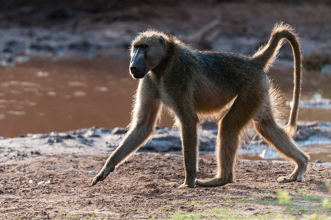 A back-lit portrait of a chacma baboon, Papio ursinus, walking. Chobe National Park, Botswana.