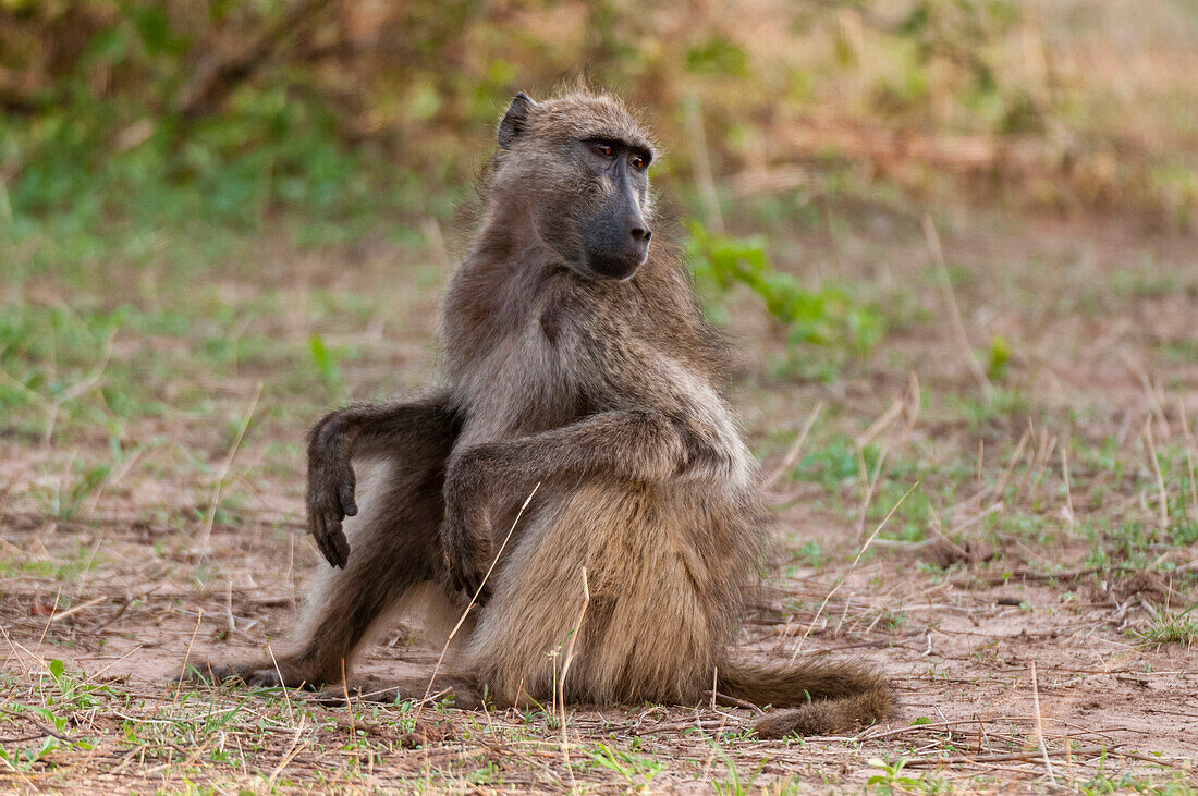 Portrait of a chacma baboon, Papio ursinus, sitting. Chobe National Park, Botswana.