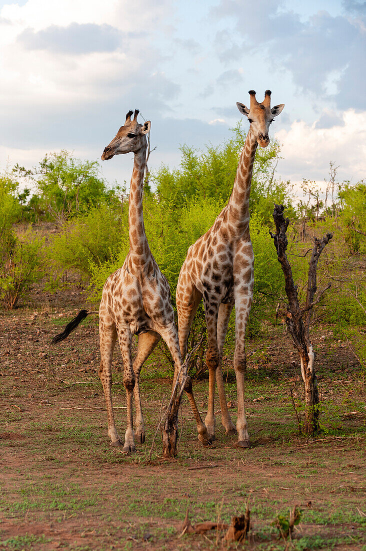 A male and a female southern giraffe, Giraffa camelopardalis, walking together. Chobe National Park, Botswana.
