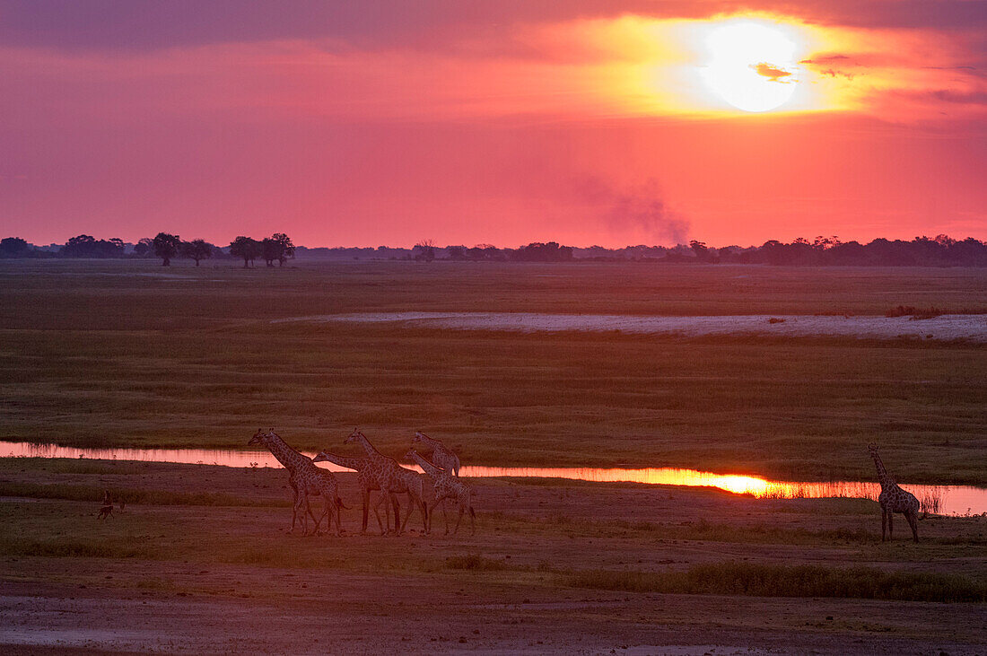 Eine Herde südlicher Giraffen, Giraffa camelopardalis, die bei Sonnenuntergang entlang des Chobe-Flusses wandert. Chobe-Fluss, Chobe-Nationalpark, Botsuana.