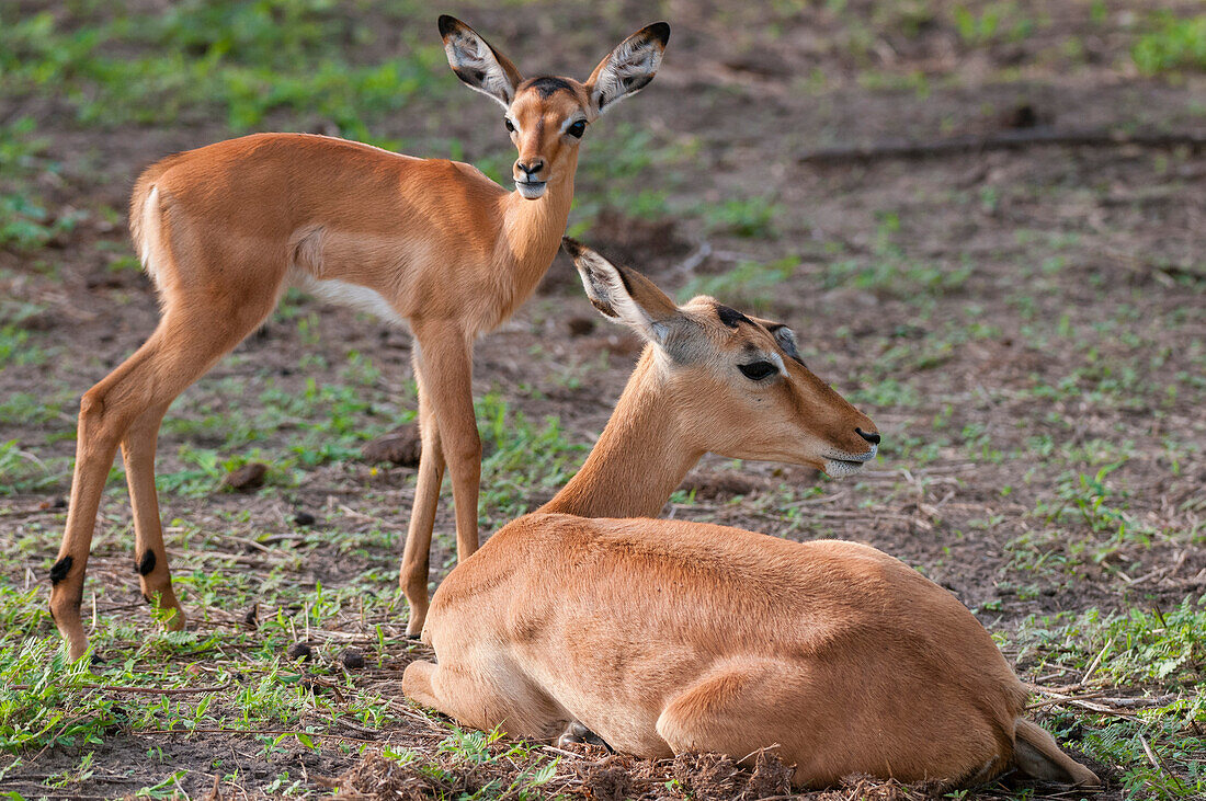 Portrait of an impala, Aepyceros melampus, resting with her calf. Chobe National Park, Botswana.