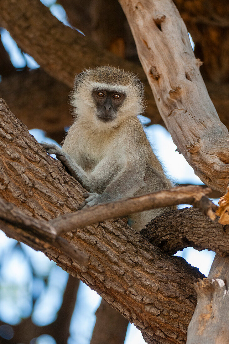 A vervet monkey, Cercopithecus aethiops, sitting on a tree branch. Chobe National Park, Botswana.