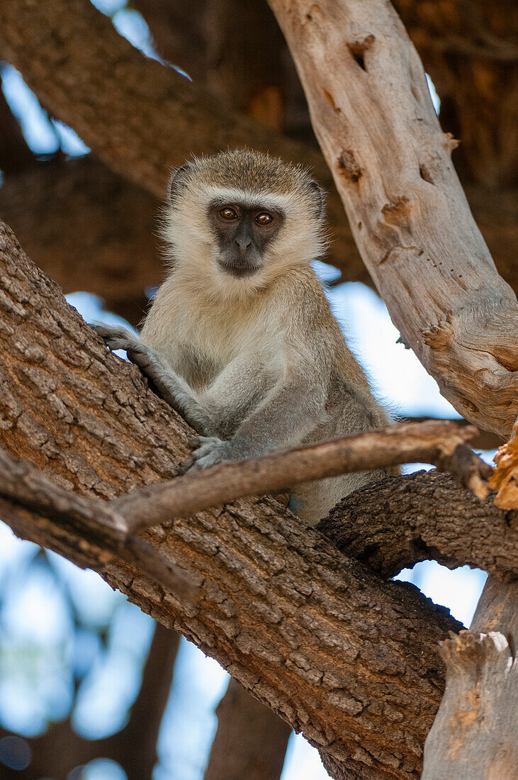 Ein Grünen Meerkatze, Cercopithecus aethiops, sitzt auf einem Ast. Chobe-Nationalpark, Botsuana.