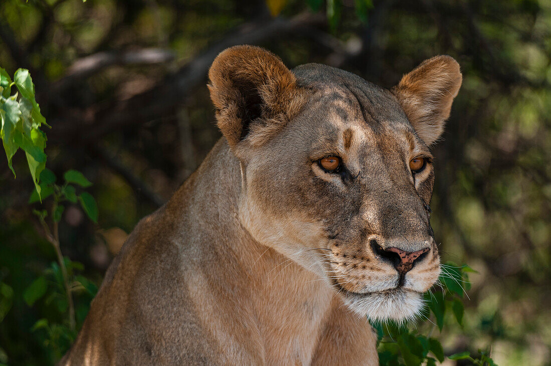 Close up portrait of a sub-adult lioness, Panthera leo. Chobe National Park, Botswana.