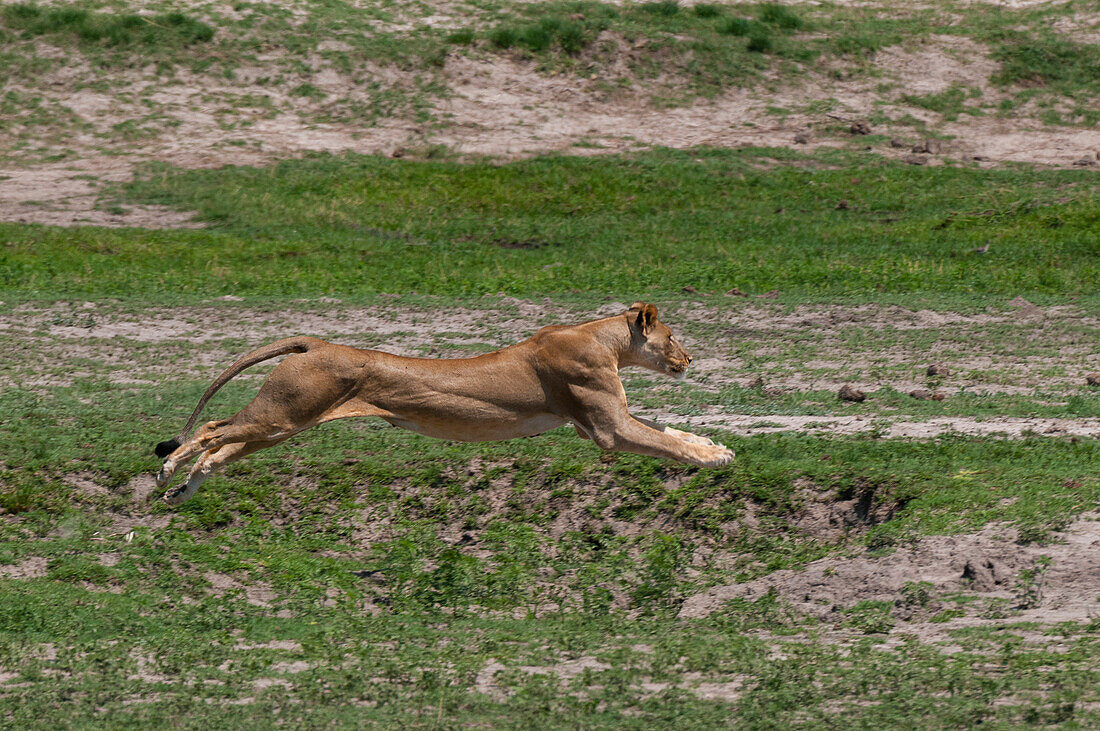 Eine halbwüchsige Löwin, Panthera leo, beim Laufen. Chobe-Nationalpark, Botsuana.
