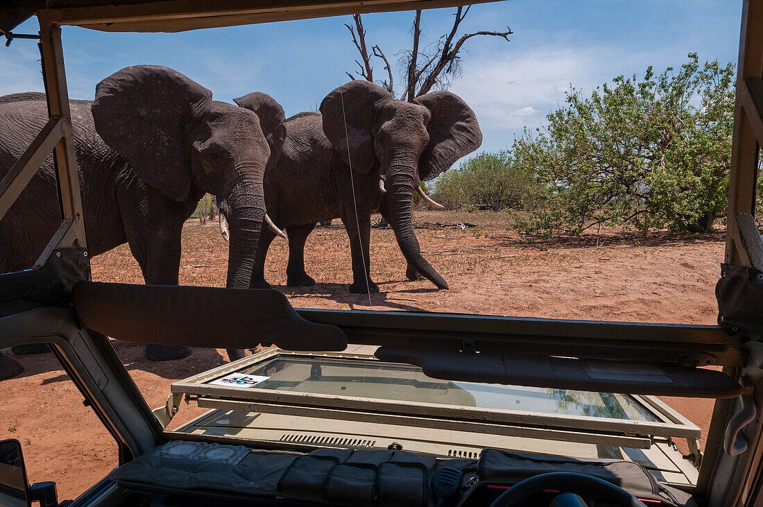 Two African elephants, Loxodonta africana, striking aggressive warning poses towards the photographer. Chobe National Park, Botswana.