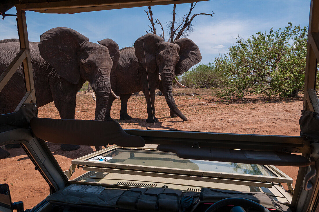 Zwei afrikanische Elefanten, Loxodonta africana, die dem Fotografen gegenüber eine aggressive Warnhaltung einnehmen. Chobe-Nationalpark, Botsuana.