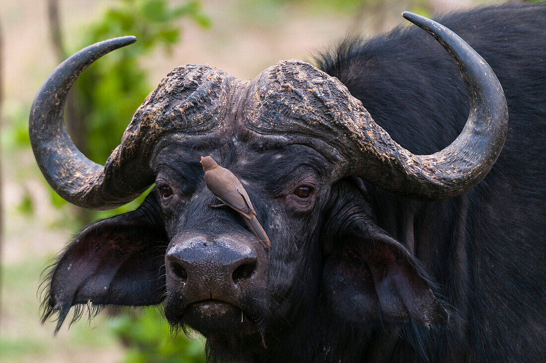 An African buffalo, Syncerus caffer, with a red-billed oxpecker feeding on parasites. Chobe National Park, Botswana.