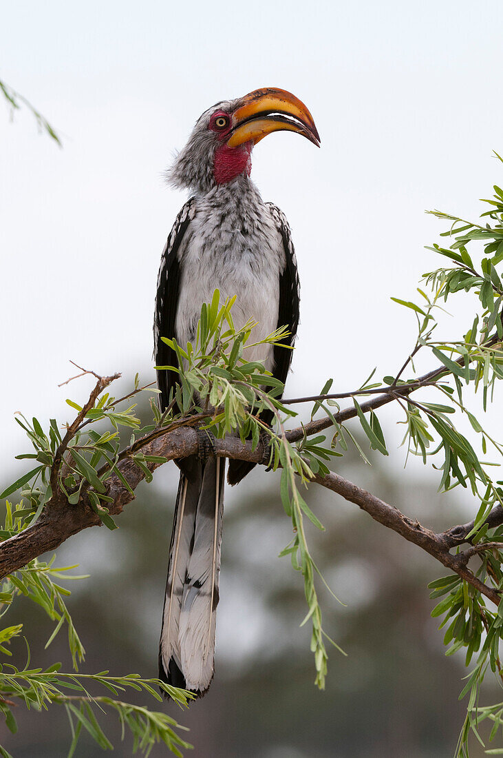 Ein südlicher Gelbschnabel-Hornvogel, Tockus leucomelas, sitzt auf einem Ast. Savute-Sumpf, Chobe-Nationalpark, Botsuana.