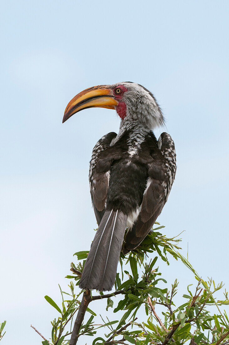 A southern yellow-billed hornbill, Tockus leucomelas, perching on a branch. Savute Marsh, Chobe National Park, Botswana.