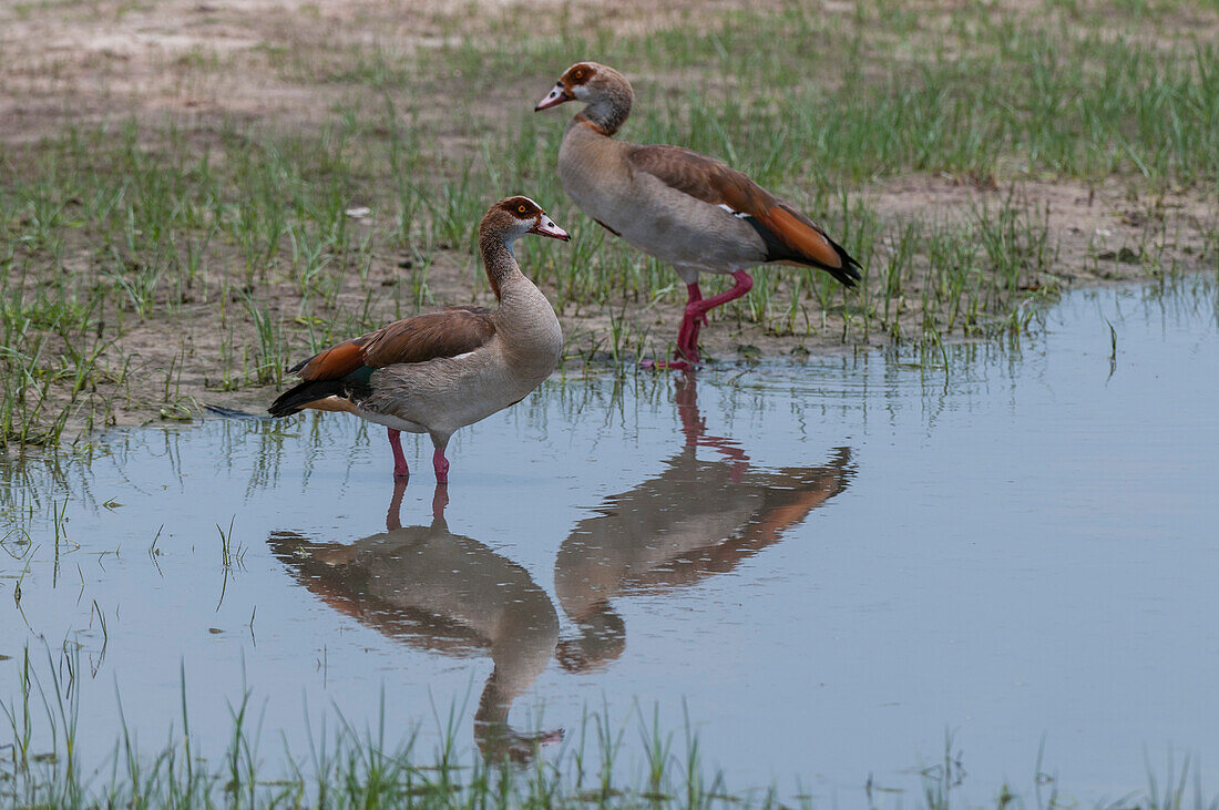 A portrait of two Egyptian geese, Alopochen aegyptiacus, standing in water. Savute Marsh, Chobe National Park, Botswana.