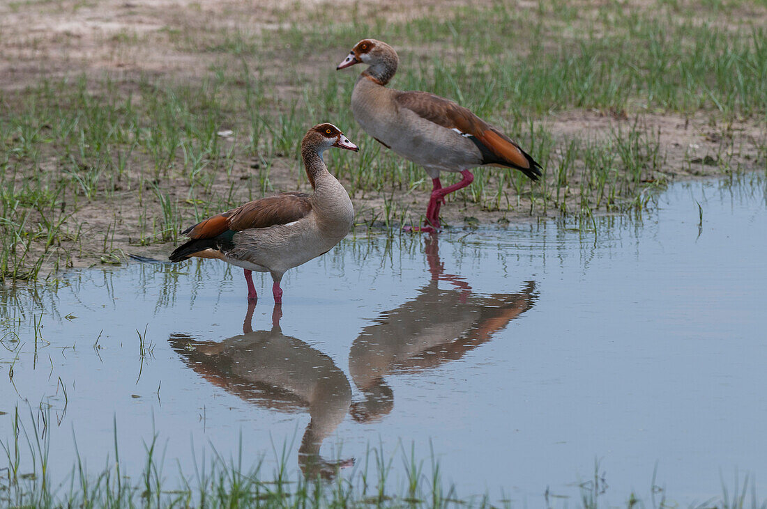 Porträt von zwei ägyptischen Gänsen, Alopochen aegyptiacus, die im Wasser stehen. Savute-Sumpf, Chobe-Nationalpark, Botsuana.