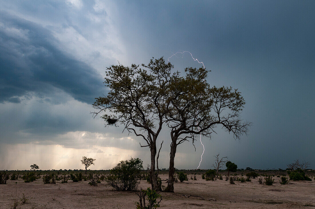 Blitze schlagen am Horizont ein, während sich ein Gewitter nähert. Savute-Sumpf, Chobe-Nationalpark, Botsuana.