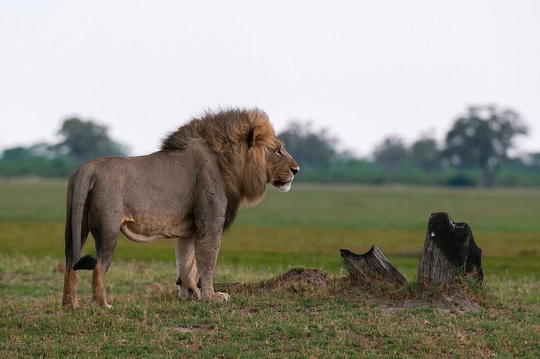 Portrait of a male lion, Panthera leo, standing near a burnt tree stump. Savute Marsh, Chobe National Park, Botswana.