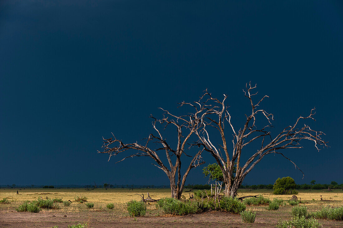 Ein dunkler Regensturm nähert sich dem Savute-Sumpf. Savute-Sumpf, Chobe-Nationalpark, Botsuana.