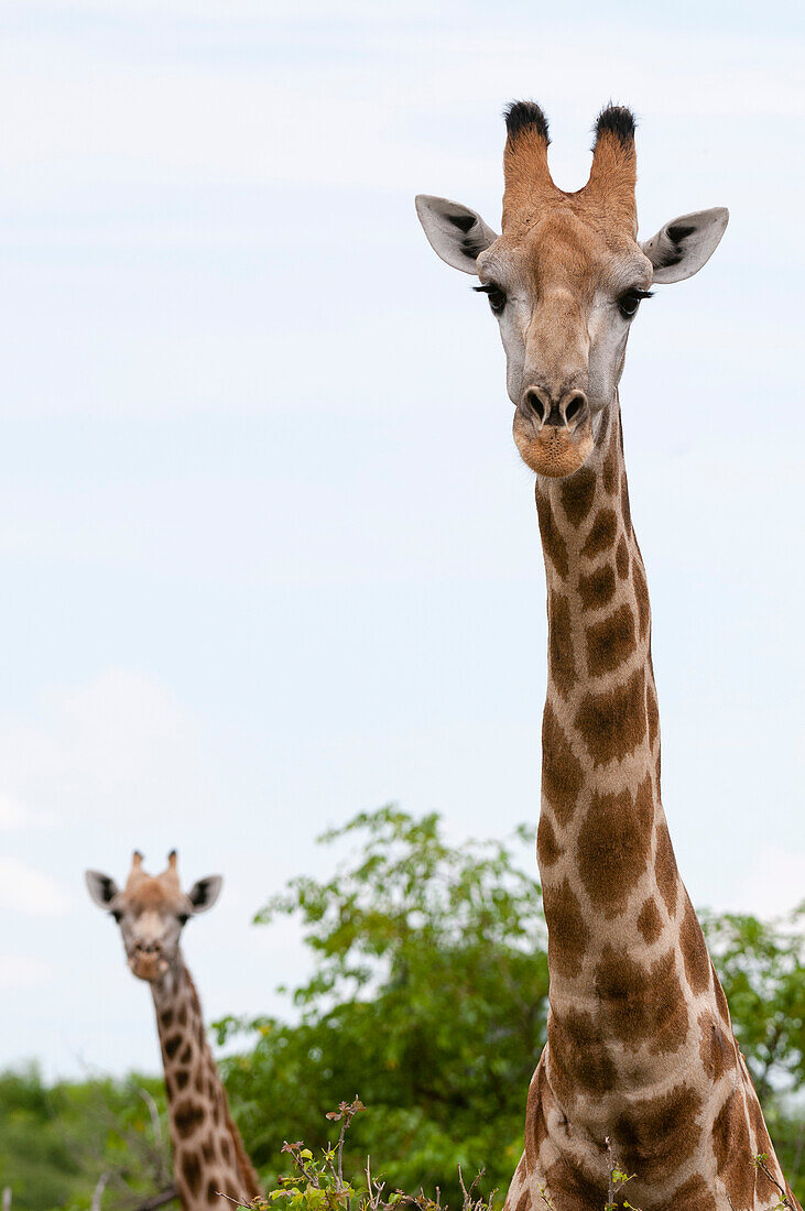 Ein Porträt von zwei südlichen Giraffen, Giraffa camelopardalis. Khwai-Konzessionsgebiet, Okavango, Botsuana.