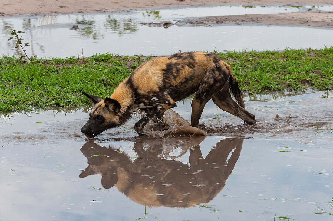 A painted wolf, Cape hunting dog, or wild dog, Lycaon pictus, walking in water. Khwai Concession Area, Okavango, Botswana.