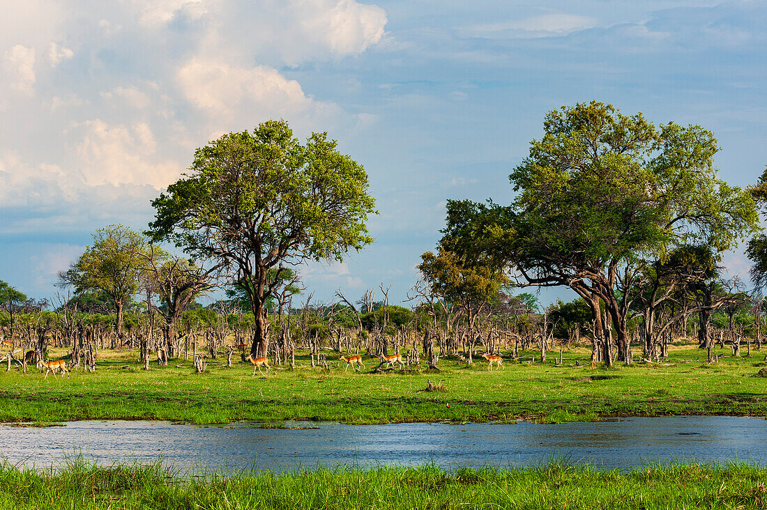 Impalas, Aepyceros melampus, beim Spaziergang entlang einer Wasserstraße im Okavango-Delta. Khwai-Konzessionsgebiet, Okavango, Botsuana.