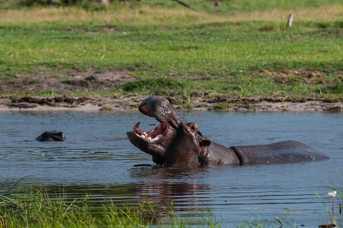 Ein Flusspferd, Hippopotamus amphibius, im Wasser, das sein Territorialverhalten zeigt. Khwai-Konzessionsgebiet, Okavango, Botsuana.