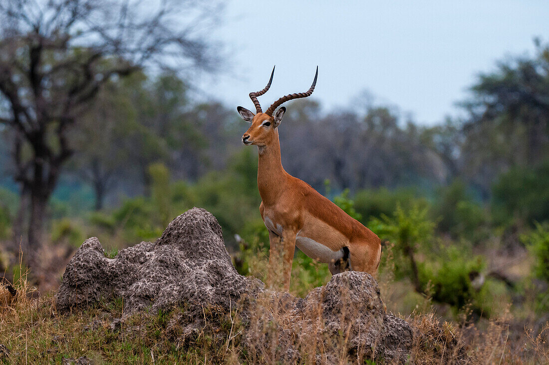 Ein dominantes Impala-Männchen, Aepyceros melampus, beobachtet das Gebiet von der Spitze eines Termitenhügels aus. Khwai-Konzessionsgebiet, Okavango, Botsuana.