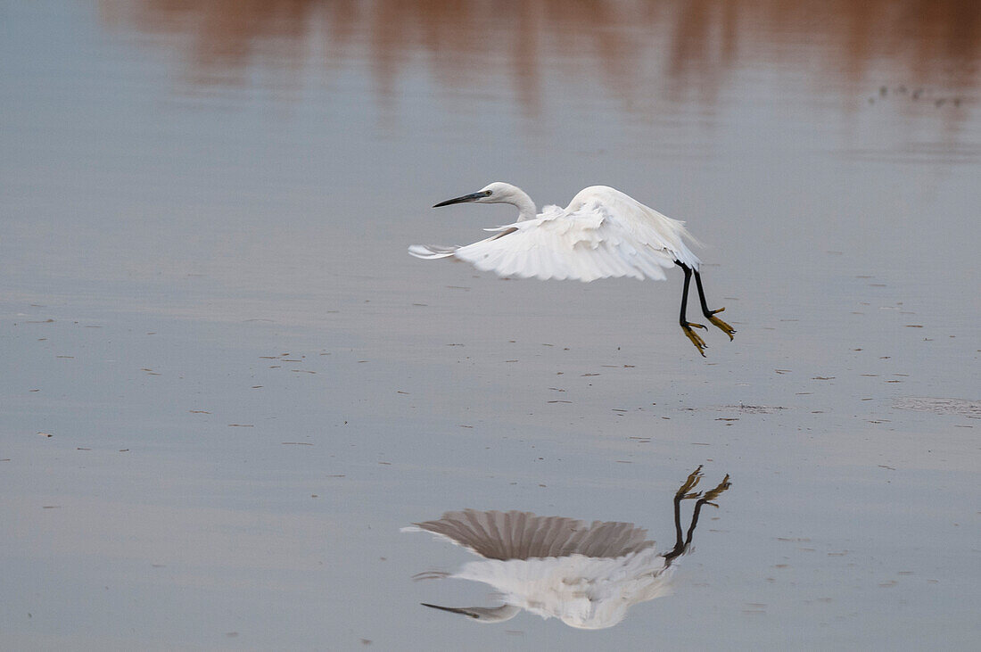 Portrait of a little egret, Egretta garzetta, taking off from the water. Khwai Concession Area, Okavango, Botswana.