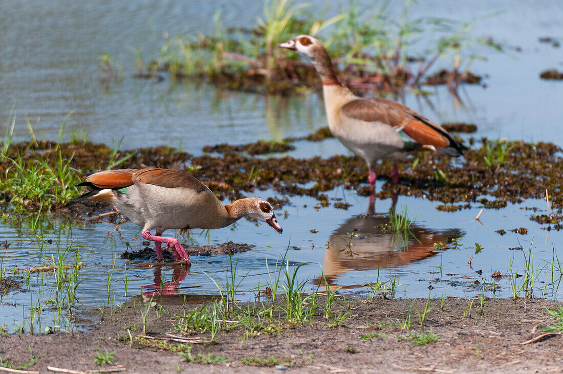 Two Egyptian geese, Alopochen aegyptiacus, foraging in shallow water. Khwai Concession Area, Okavango, Botswana.