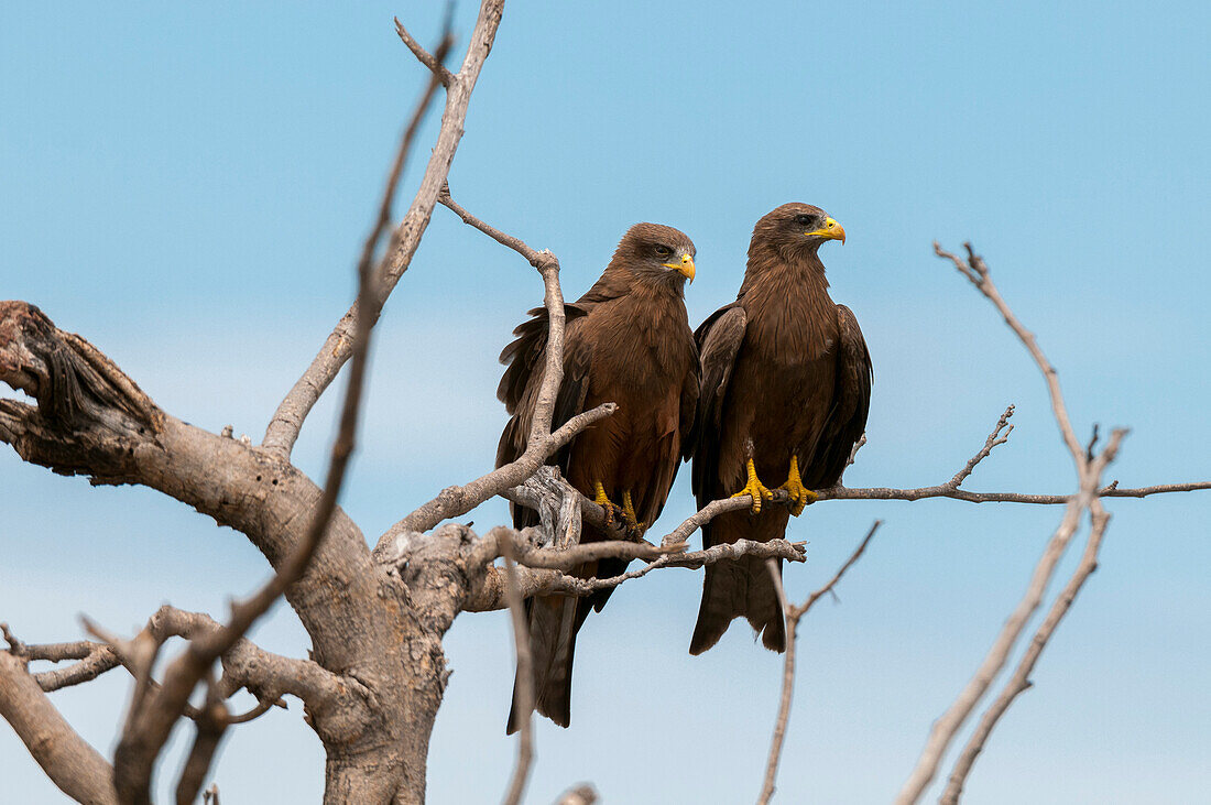 Two yellow-billed kites, Milvus parasitus, perching in a tree top. Khwai Concession Area, Okavango, Botswana.