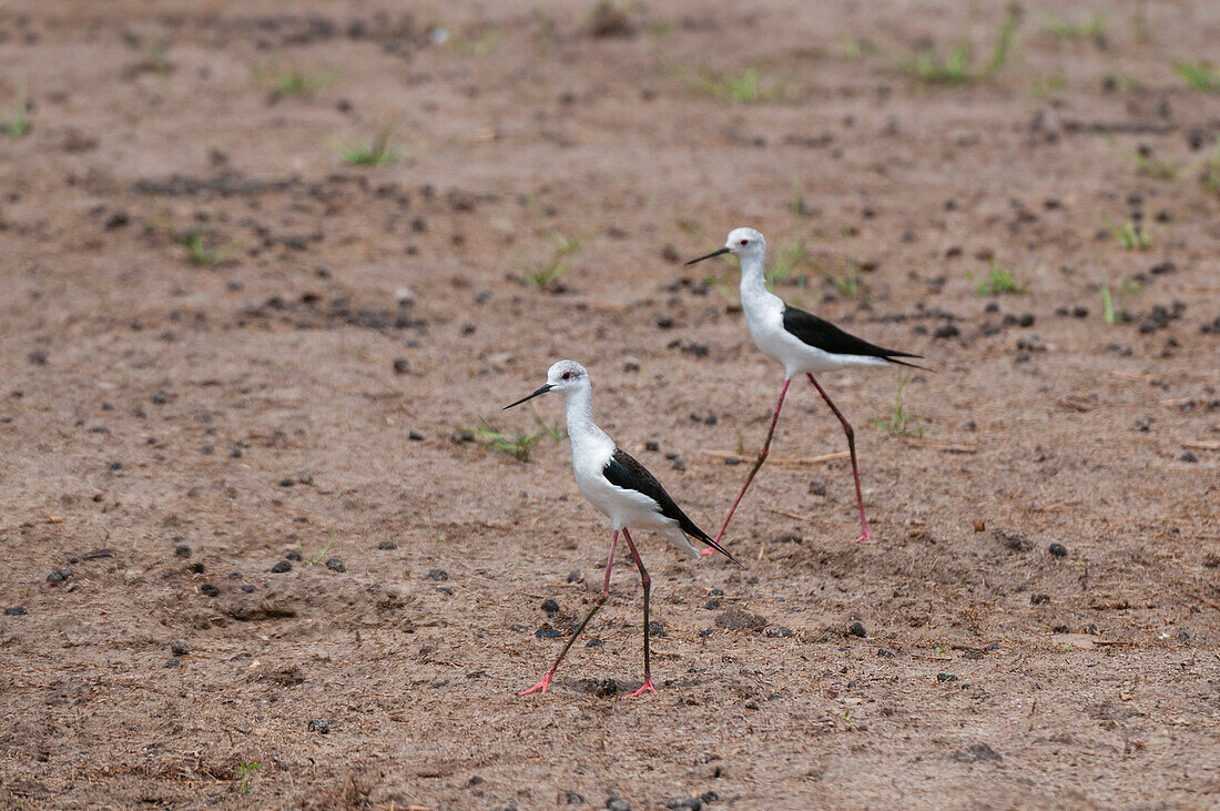 A portrait of two black-winged stilt, Himantopus himantopus, walking. Khwai Concession Area, Okavango, Botswana.