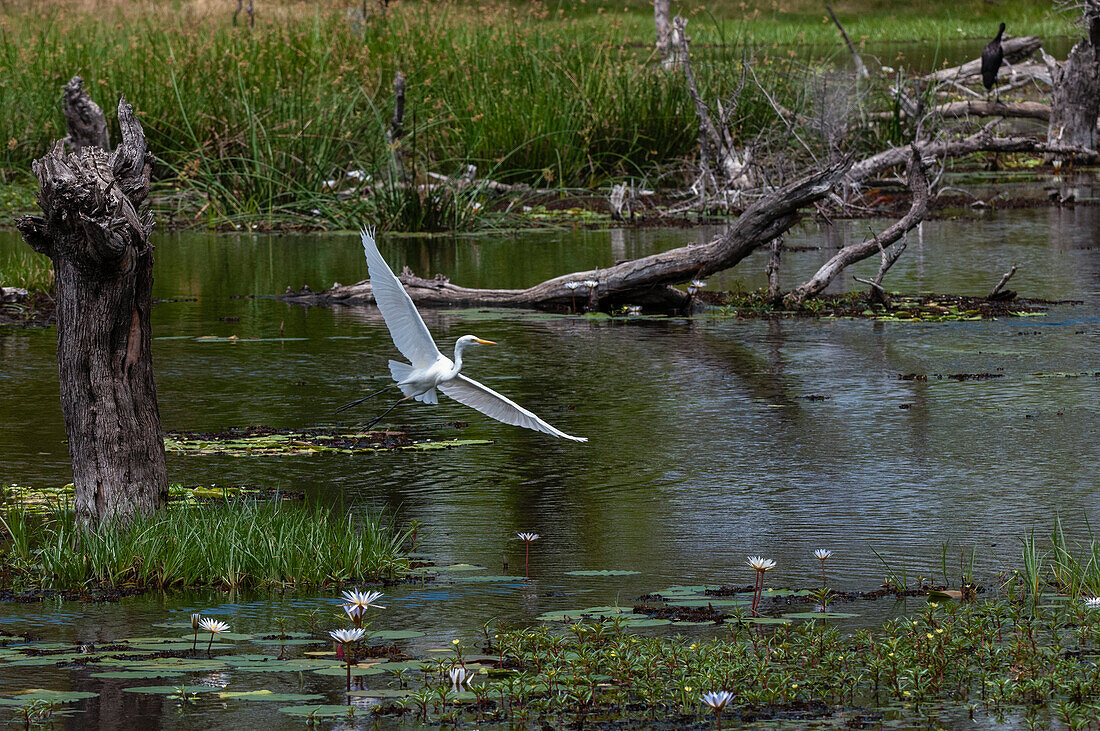 A great egret, Ardea alba, taking off from a swamp where water lilies are in bloom. Khwai Concession Area, Okavango, Botswana.