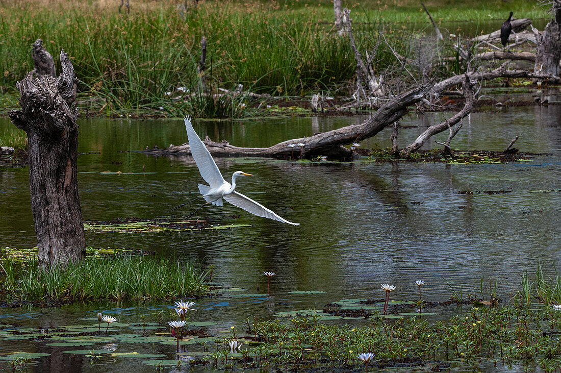 Ein Silberreiher, Ardea alba, beim Abflug aus einem Sumpf mit blühenden Seerosen. Khwai-Konzessionsgebiet, Okavango, Botsuana.