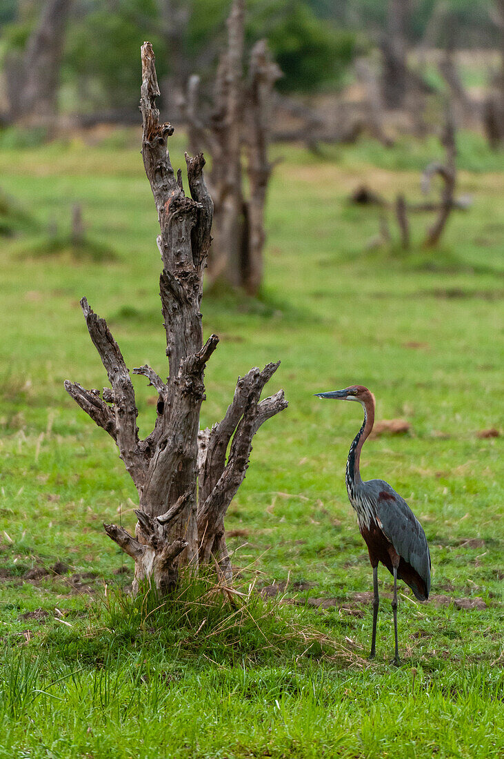 Ein Goliath-Reiher, Ardea goliath, steht neben einem Baum in einer Flutebene. Khwai-Konzessionsgebiet, Okavango, Botsuana.