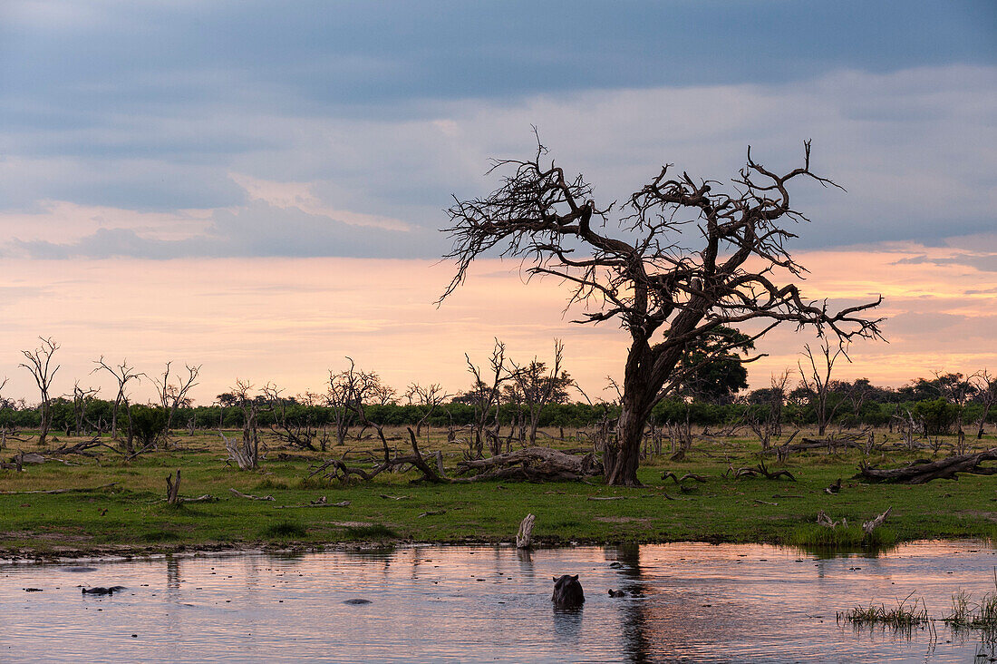 Abgestorbene Baumstümpfe auf einer Überschwemmungsebene in einem Sumpf im Okavango-Delta. Khwai-Konzessionsgebiet, Okavango, Botsuana.