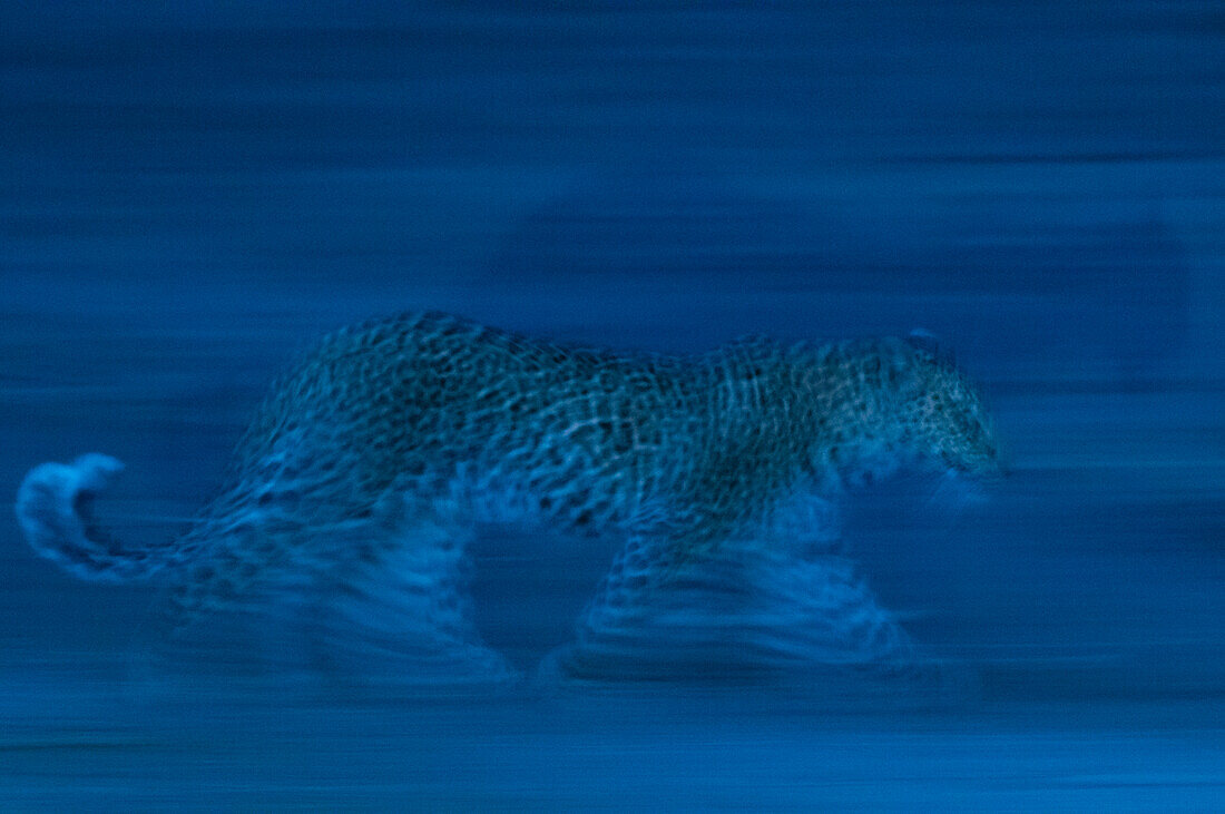 Ein Leopard, Panthera pardus, rennt in der Dunkelheit der Nacht. Khwai-Konzessionsgebiet, Okavango, Botsuana.