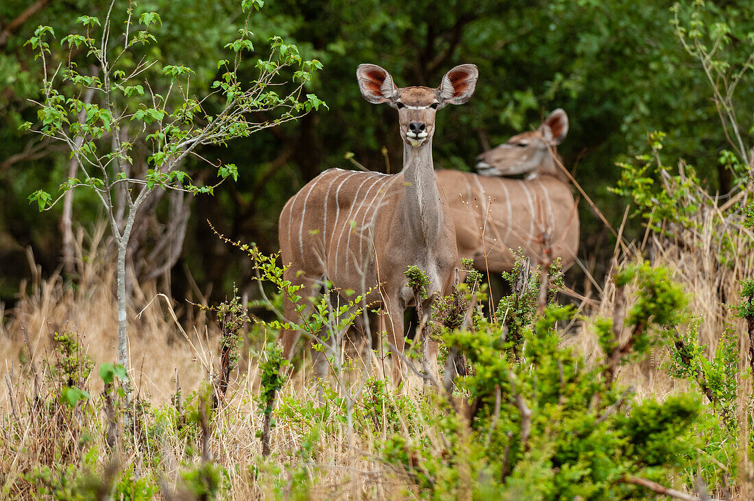 Ein aufmerksames Kuduweibchen, Tragelaphus strepsiceros, hält Ausschau nach einer Bedrohung. Khwai-Konzessionsgebiet, Okavango, Botsuana.
