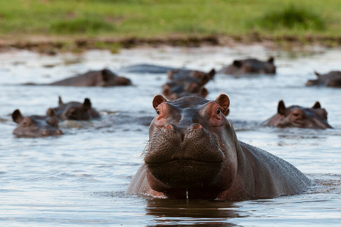 Ein wachsames Flusspferd, Hippopotamus amphibius, unter anderen im Wasser. Khwai-Konzessionsgebiet, Okavango, Botsuana.