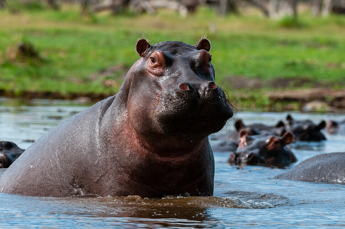 Ein aufmerksames Flusspferd, Hippopotamus amphibius, neben anderen im Wasser. Khwai-Konzessionsgebiet, Okavango, Botsuana.