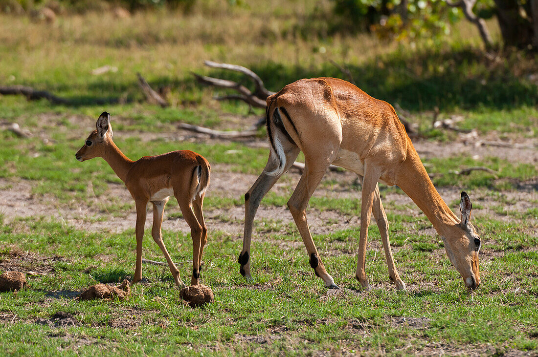 Ein Impala, Aepyceros melampus, und sein Kalb beim Grasen. Khwai-Konzessionsgebiet, Okavango, Botsuana.