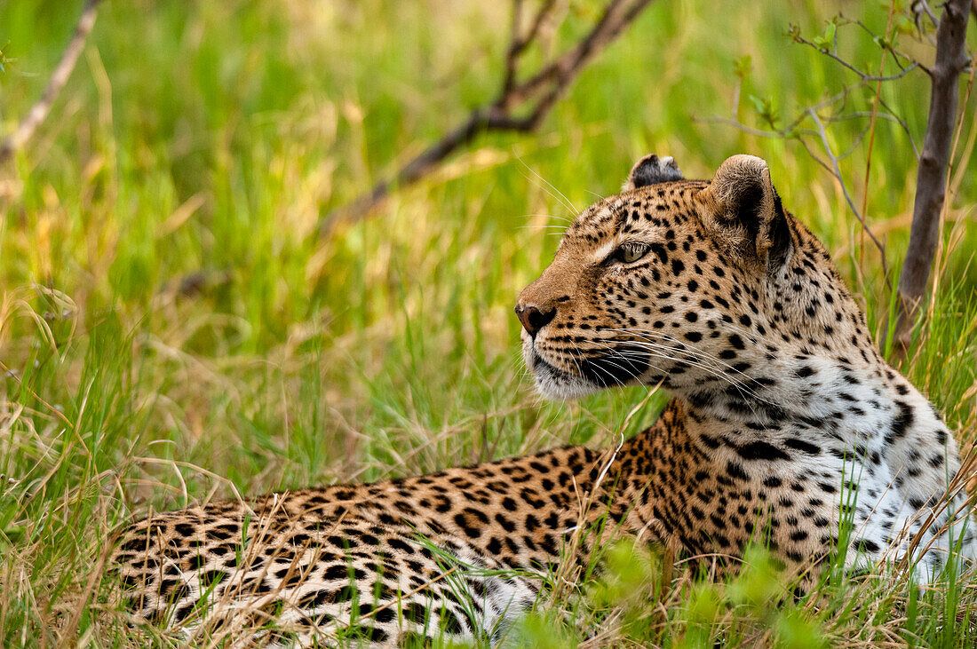 Ein Leopard, Panthera pardus, ruht sich im Gras aus. Khwai-Konzessionsgebiet, Okavango-Delta, Botsuana.