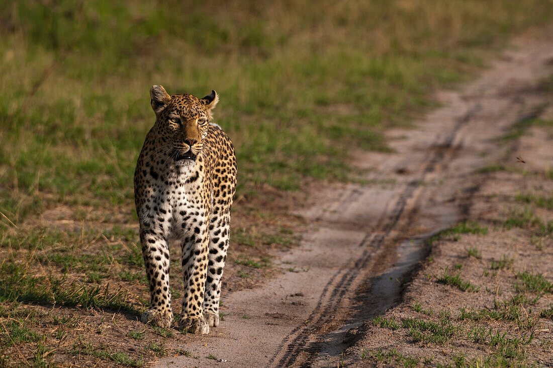 Ein weiblicher Leopard, Panthera pardus, auf Patrouille in seinem Revier. Khwai-Konzession, Okavango-Delta, Botsuana.