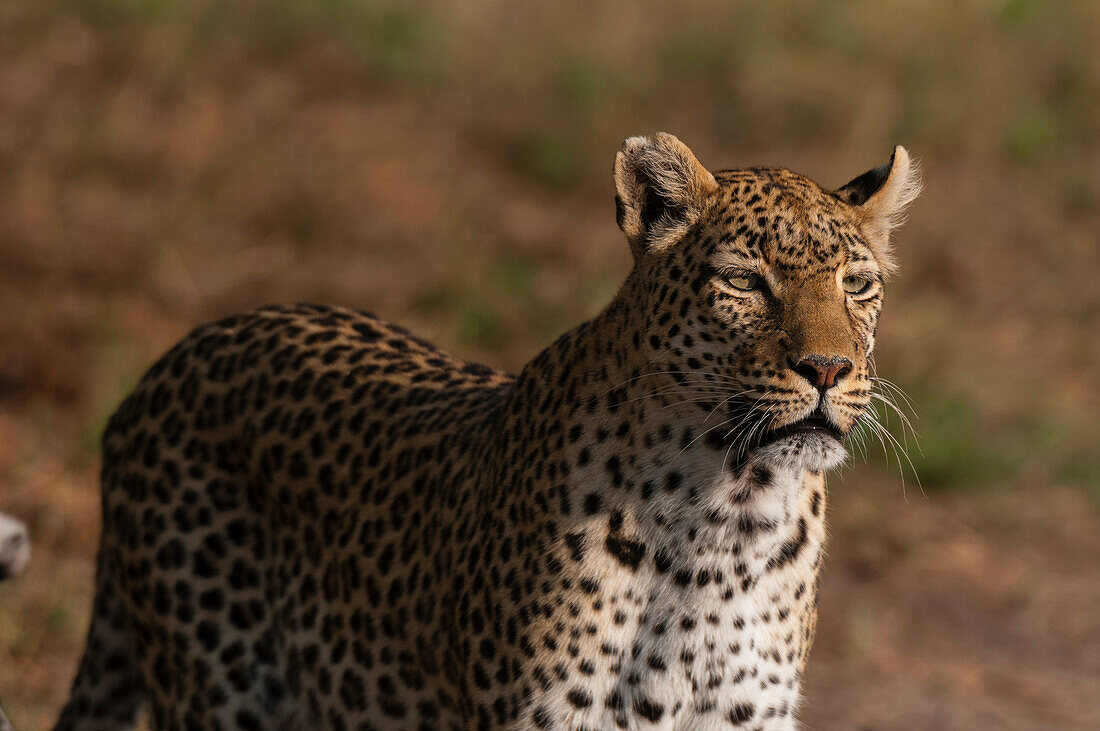 Portrait of an alert leopard, Panthera pardus. Khwai Concession, Okavango Delta, Botswana.