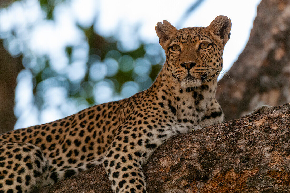 A female leopard, Panthera pardus, rests on a large tree branch. Khwai Concession, Okavango Delta, Botswana.