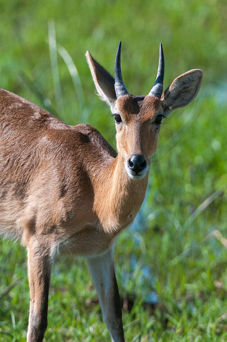 Nahaufnahme einer Puku-Antilope, Kobus vardonii. Khwai-Konzession, Okavango-Delta, Botsuana.