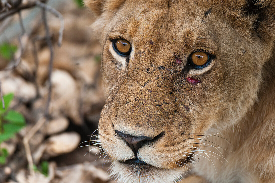Nahaufnahme einer Löwin, Panthera leo, mit kleinen Verletzungen unter ihrem linken Auge. Khwai-Konzessionsgebiet, Okavango, Botsuana.