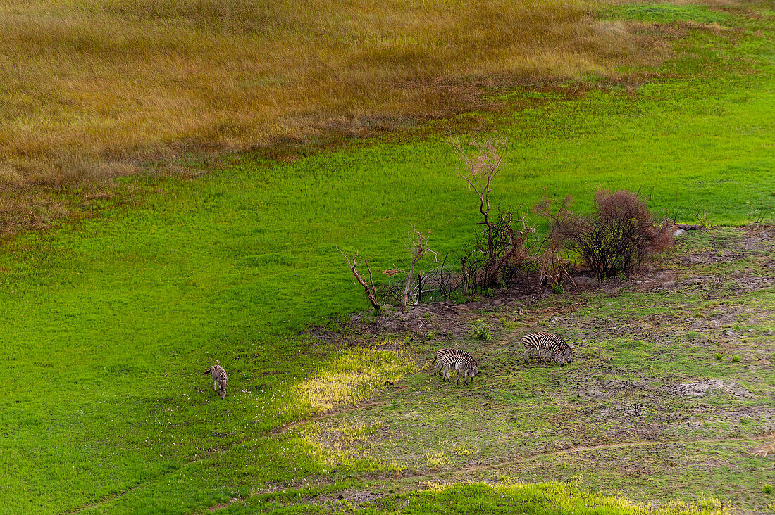 An aerial view of plains zebras, Equus burchellii, grazing. Okavango Delta, Botswana.