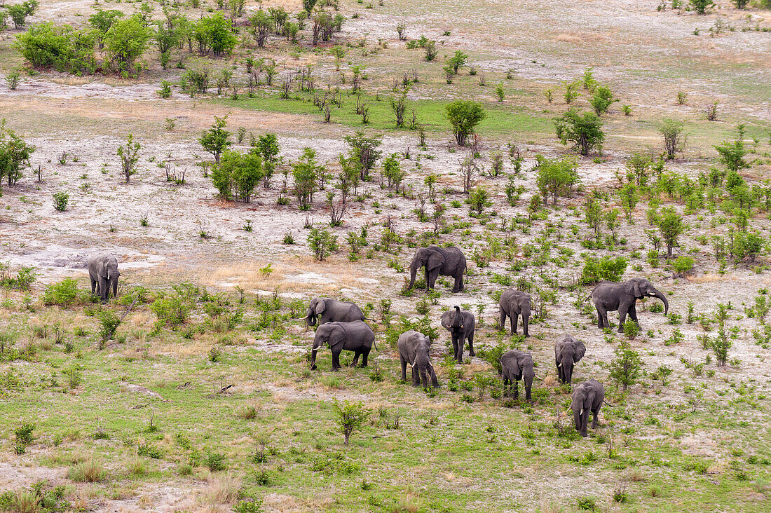 Luftaufnahme einer Herde afrikanischer Elefanten, Loxodonta africana, beim Grasen. Okavango-Delta, Botsuana.