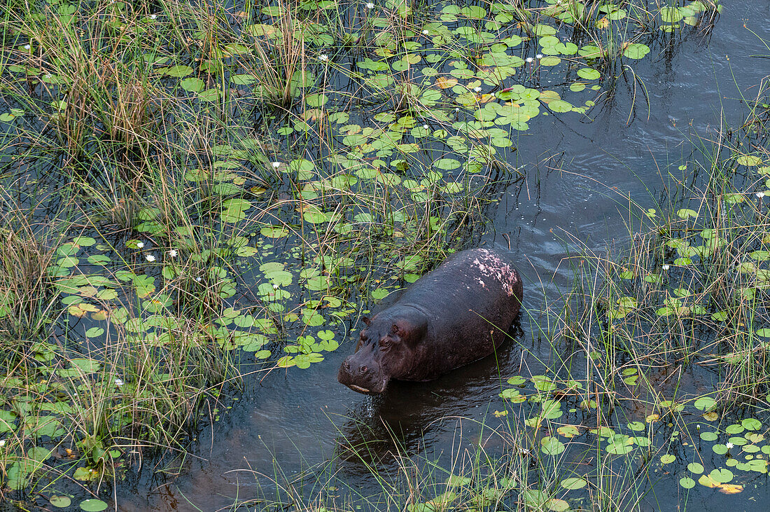 An aerial view of a hippopotamus, Hippopotamus amphibius, walking in the Okavango delta floodplains. Okavango Delta, Botswana.