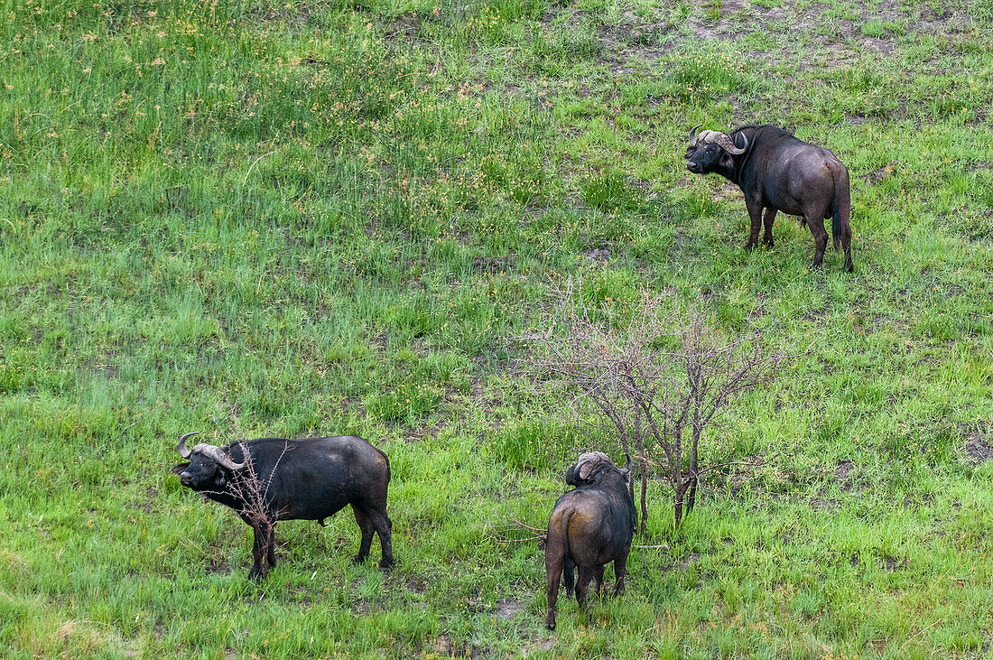 An aerial view of three African buffalos, Syncerus caffer. Okavango Delta, Botswana.