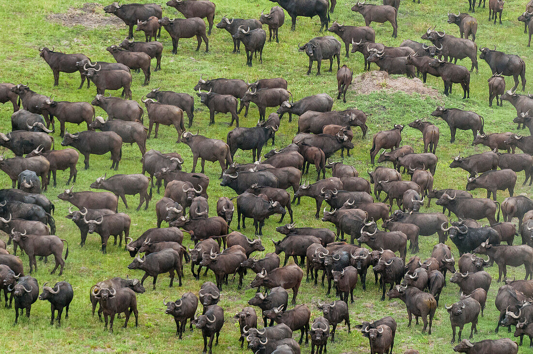 Luftaufnahme einer Herde afrikanischer Büffel, Syncerus caffer. Okavango-Delta, Botsuana.