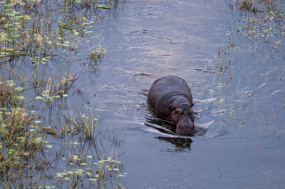 Eine Luftaufnahme eines Flusspferdes, Hippopotamus amphibius, das in den Überschwemmungsgebieten des Okavango-Deltas spazieren geht. Okavango-Delta, Botsuana.