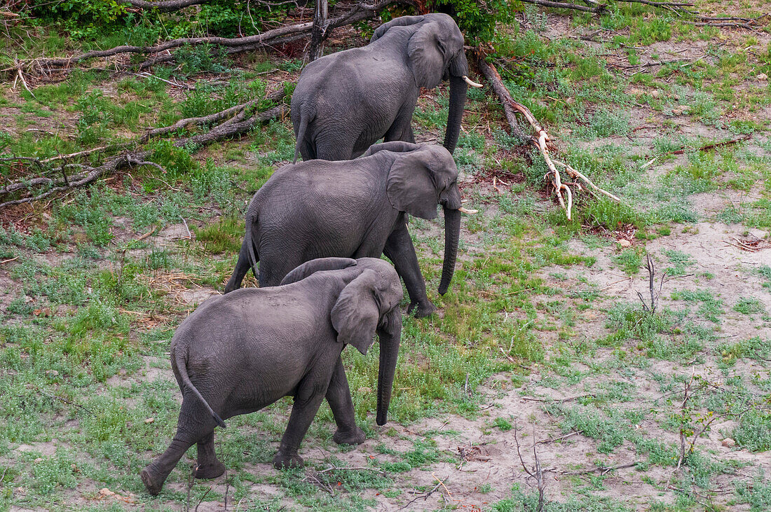 Luftaufnahme von drei afrikanischen Elefanten, Loxodonta africana, die nebeneinander laufen. Okavango-Delta, Botsuana.